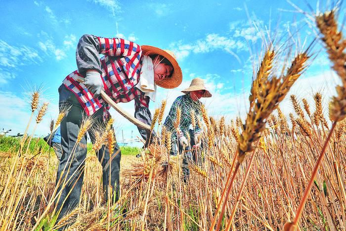 5月28日，在蜀山区小庙镇，农民正在收割成熟的小麦。