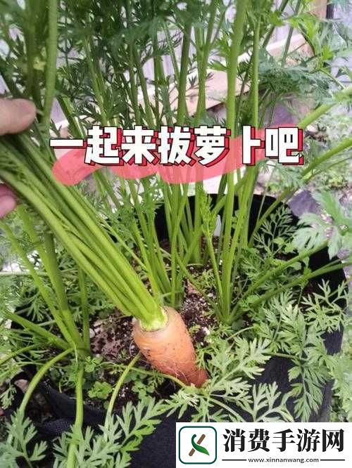拔萝卜痛又降黄9.1
