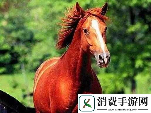 一马双跨是不是一种神奇的助力：揭秘古老技艺的现代魅力