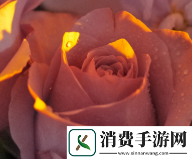 篮球队的公共玩具正伟：一场独特的体验