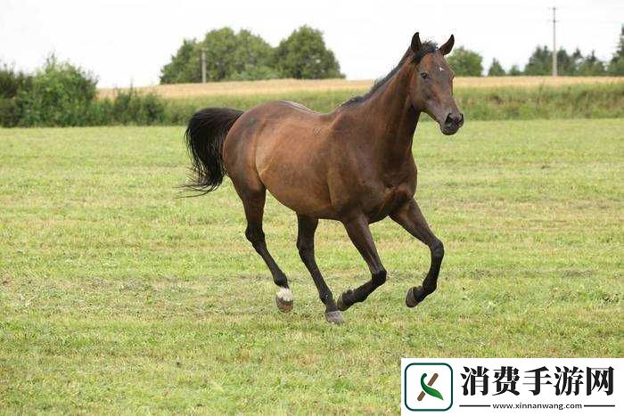 最新的ZOOM动物马：探索神秘世界-发现未知惊喜