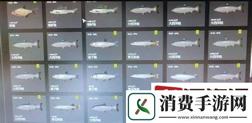 俄罗斯钓鱼4欧鳊窝料怎么选