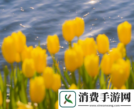 6708杏色水蜜桃：探秘一种独特的水果品种