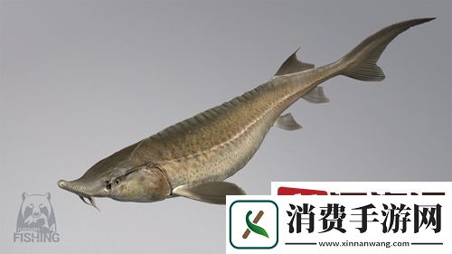 俄罗斯钓鱼4鱼刀怎么用