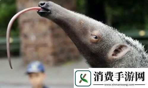食蚁兽哪只指头的指甲最长