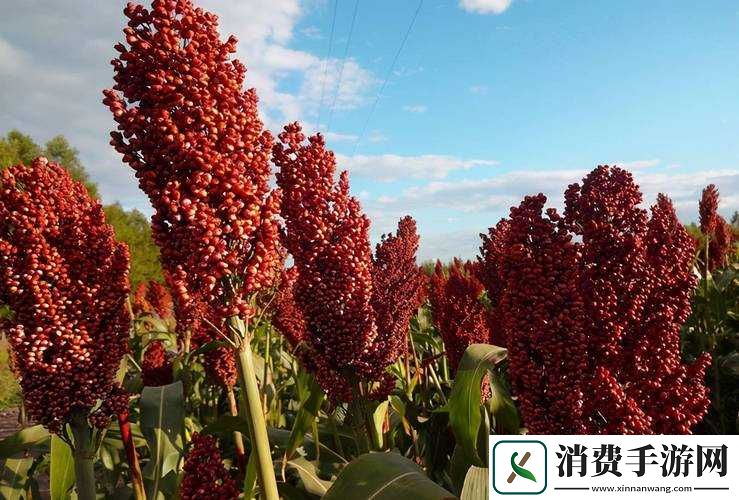 江湖悠悠红缨高粱图鉴
