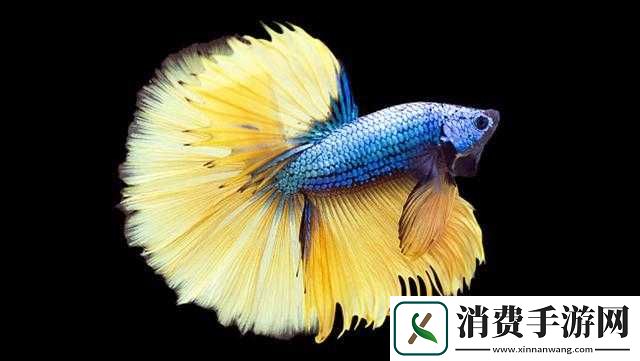 鍋欰-J-杩囩▼澶у叏-的独特魅力