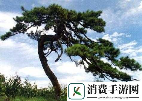 含苞待放周延镇莹莹谜