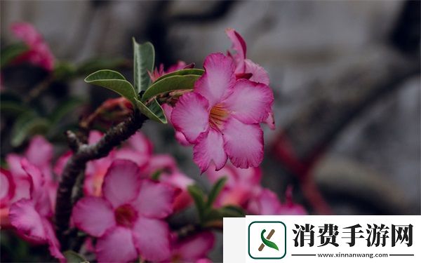可以直接进入的站的代码：简单有效的页设计