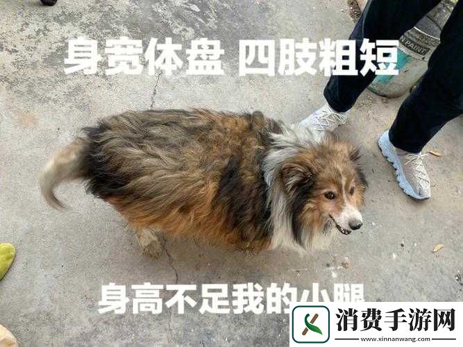 傻大壮长着像驴一样的东西究竟为何