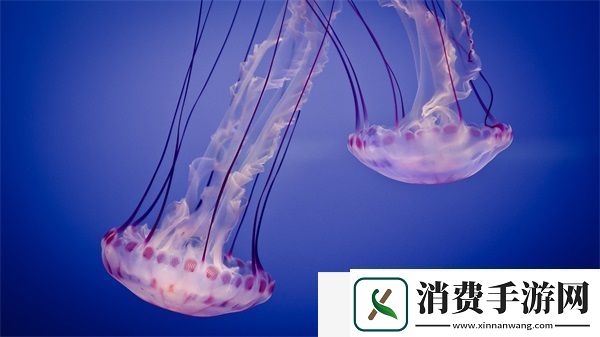 手划过小腹划入黑色丛林：揭示内心深处的探索旅程
