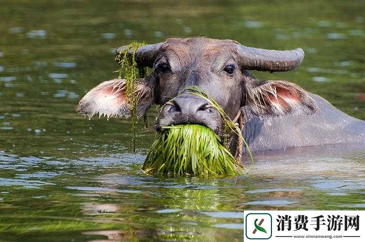 老牛嫩草一二三产物辨别及解析