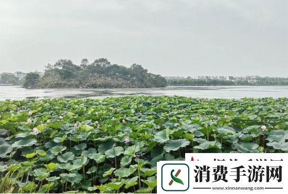 刚开始拒绝后来慢慢接受视频：外语学习方法