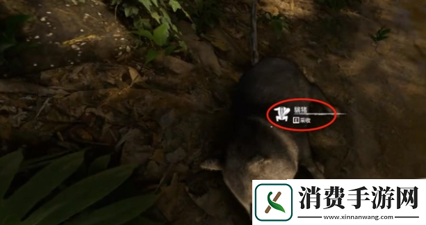 丛林地狱如何做骨针