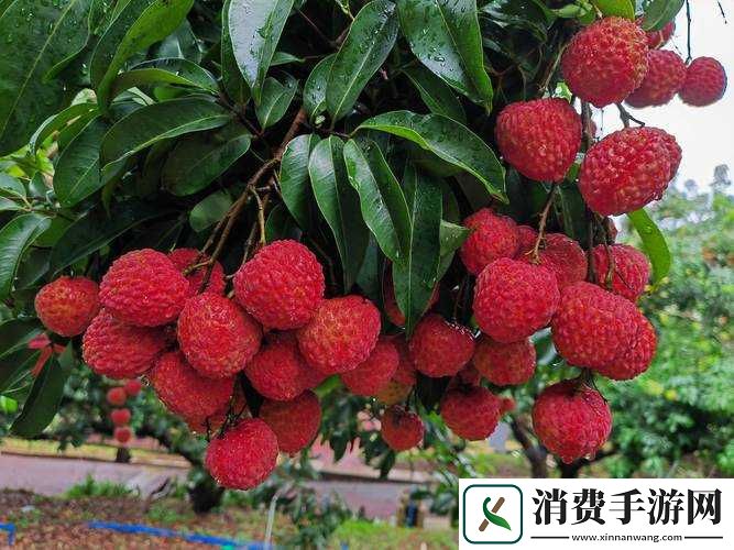 香蕉荔枝樱桃水蜜桃