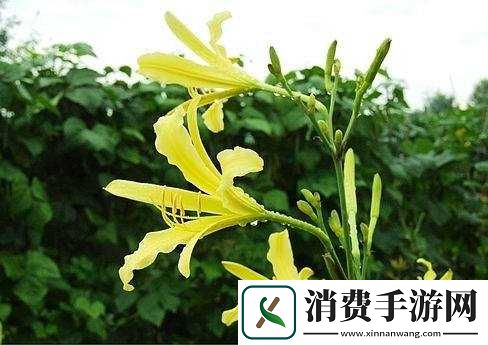 忘忧草