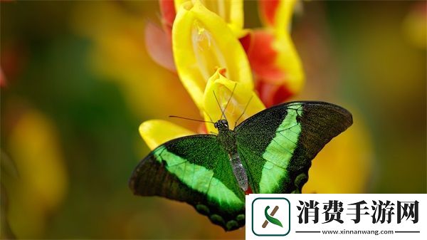仙女肚子里面满满的都是：揭秘仙女内心世界的丰富层次