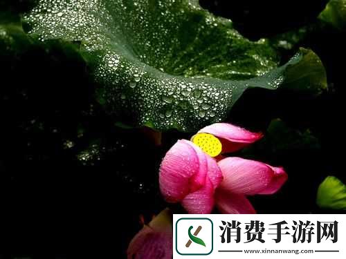 老人船上弄雨荷第十二集