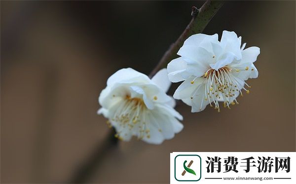 免费网站在线观看人数在哪买：在线观众分析工具的获取