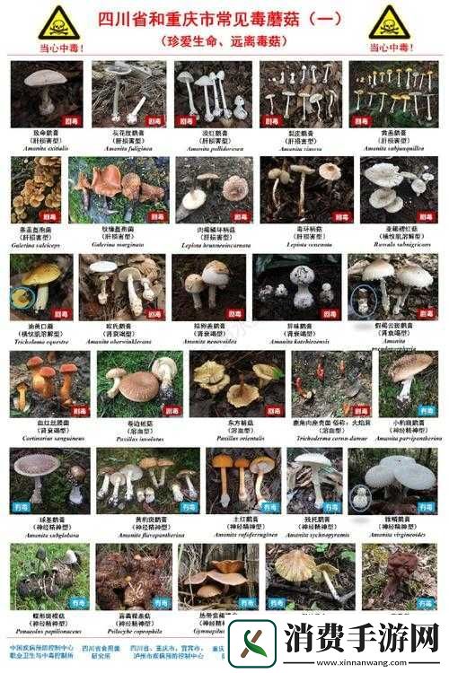17c爆料独家揭秘蘑菇的那些事