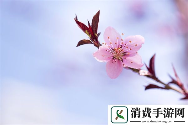 成免费CRM特色学生版的特点：免费功能-高效管理分析
