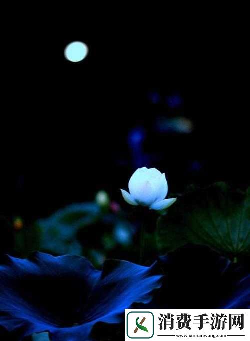 女子半夜莲花开