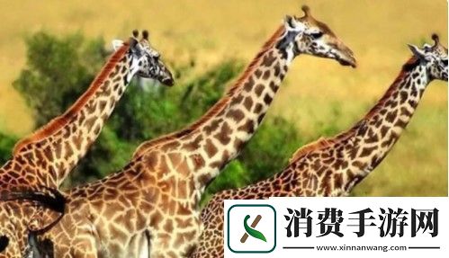 世界野生动物保护日是