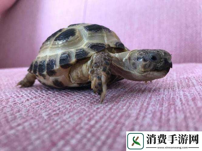 掠食心灵防护冲击晶片在哪