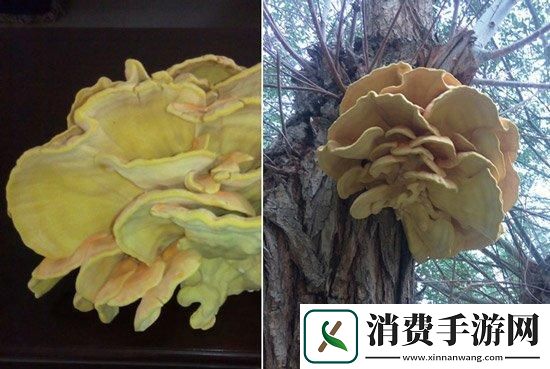 中国新疆超大蘑菇