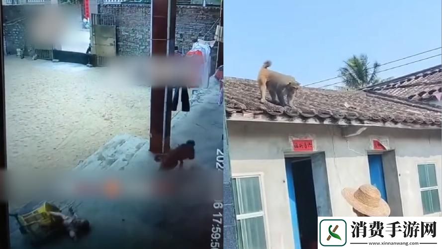 二人生猴子全程不盖被子：挑战人类极限