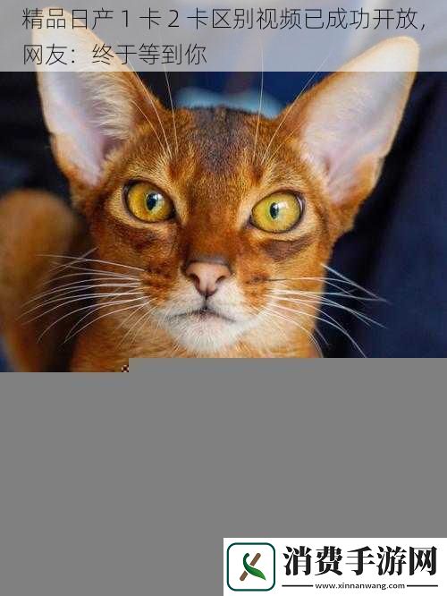 阿努比斯猫-阿努比斯猫是什么猫