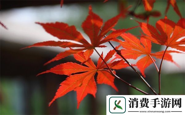 小扫货水能么多叫出来骨科：健康购物习惯与骨骼保健指南
