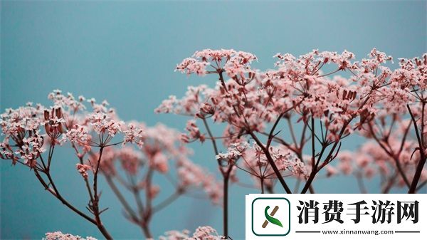MD短视频传媒免费版怎么下载：简单步骤详解