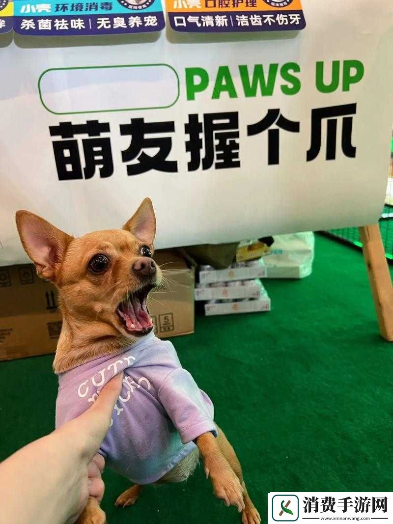 萌宠嗨翻天！乐动时代宠物来袭