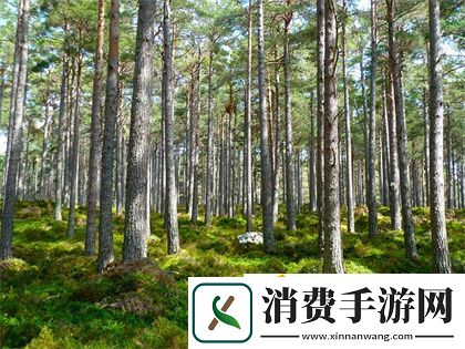 亚洲尺码日本尺码专线：跨国购物必备尺码转换指南