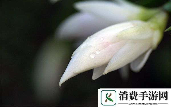 胸前两个大雪球跟着抖动怎么办：有效解决方案和预防措施