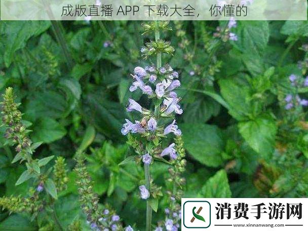 石刃—石见穿图片大全