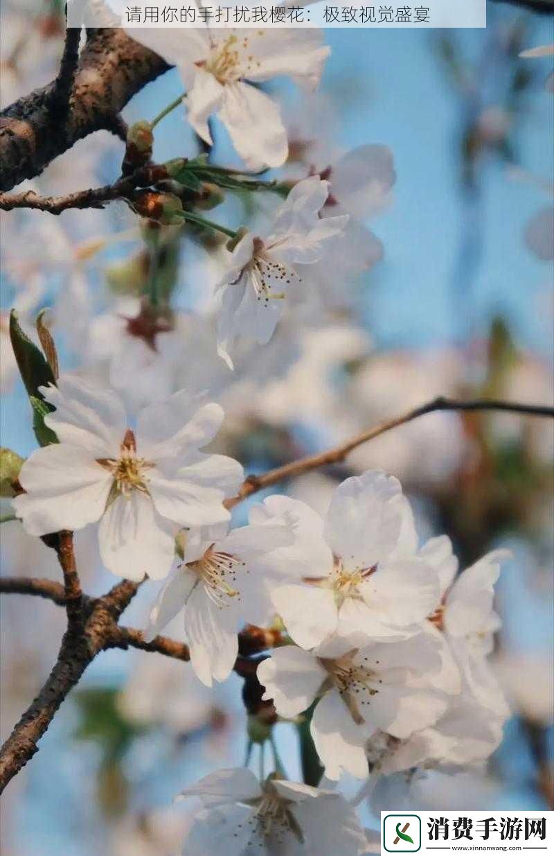 请用你的手打扰我樱花