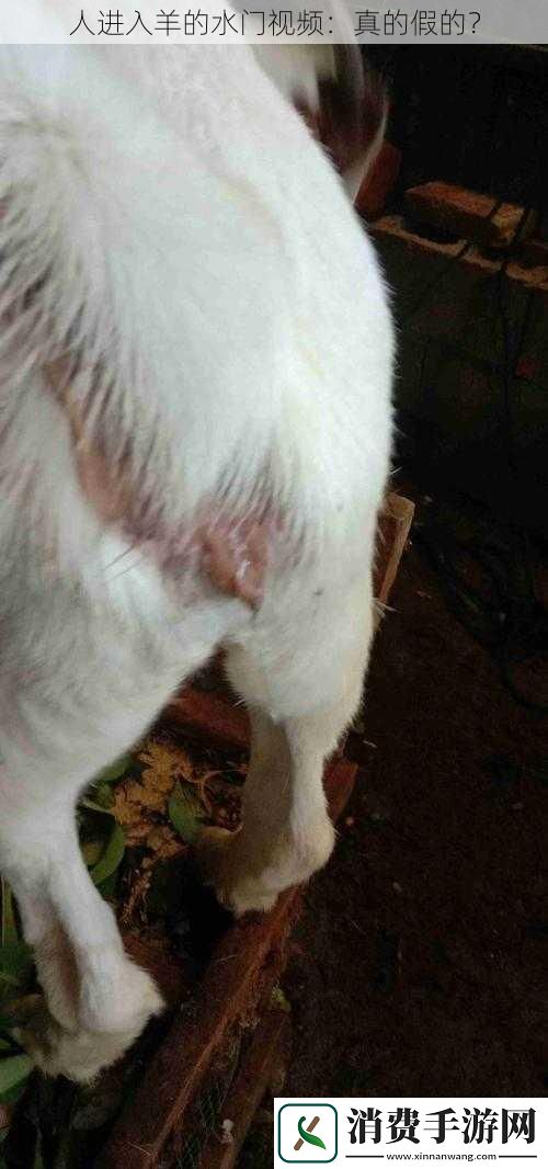 人进入羊的水门视频