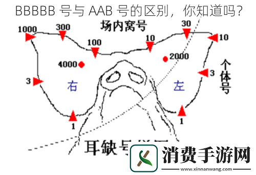 BBBBB号与AAB号的区别你知道吗