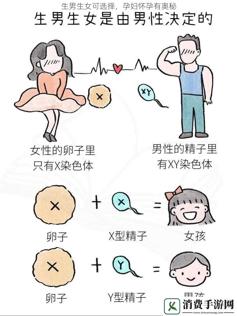 生男生女可选择孕妇怀孕有奥秘