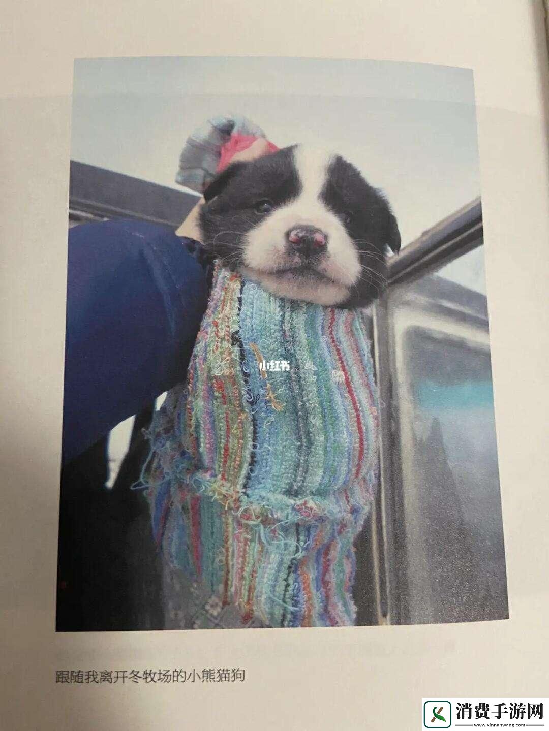 ZOOMSERVO兽狗系列