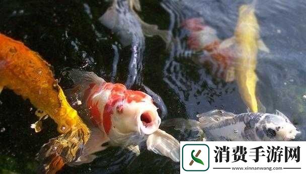 神奇的锦鲤吸水别样姿态展现