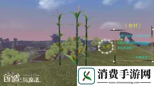 创造与魔法玉米分布在哪边