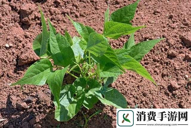 床上榨豆浆耗时过长的奇特经历