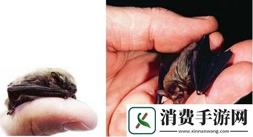 有趣的授精记趣闻