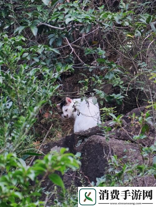 "野猫24小时无效"奇闻-科技界笑谈！