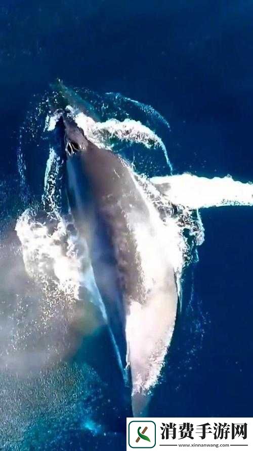 鲸鱼视频免费观看高清版