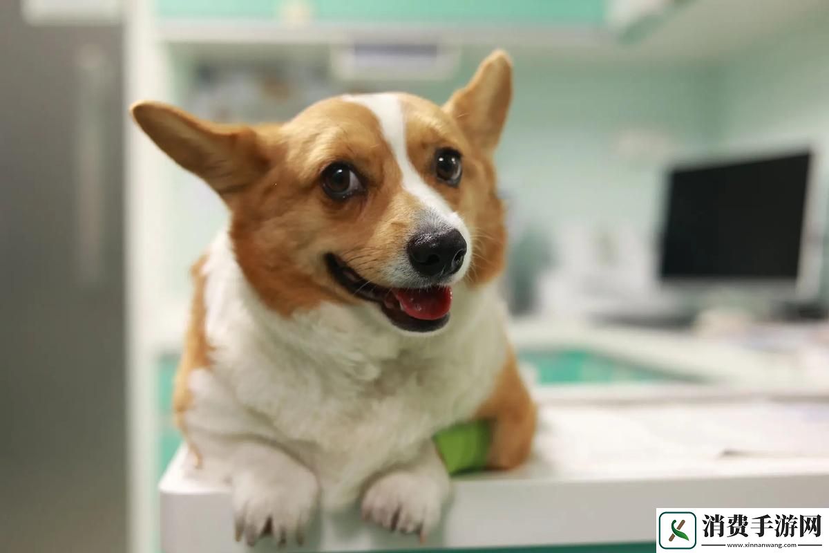 “柯基”奇遇：惊喜不断的“科技犬”