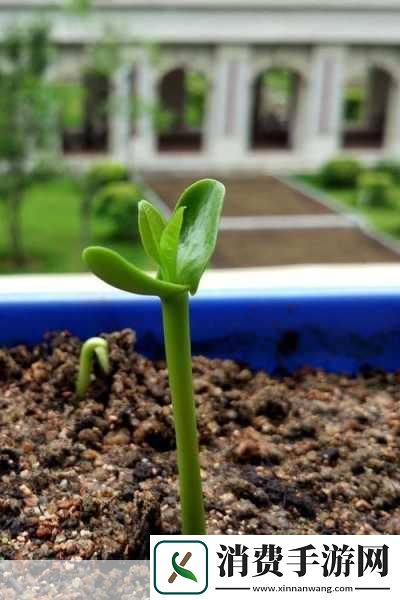 需要妈妈播种美国：妈妈您能给我讲一下美国的播种季节吗